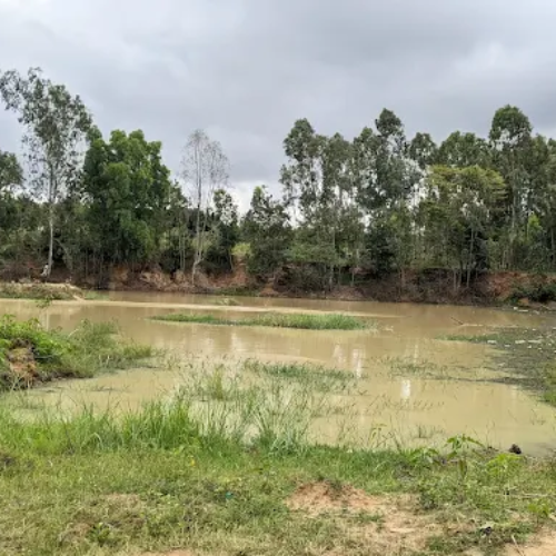 Panathur forest development